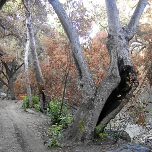 Fire damage in the Canyon