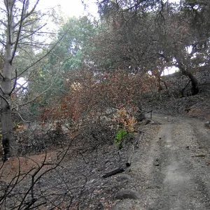Fire damage in the Canyon - Island Section