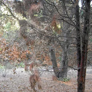 Fire damage in the Canyon. Stump sprouts