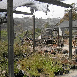 Jesusita Fire damage to Horticulture Nursery