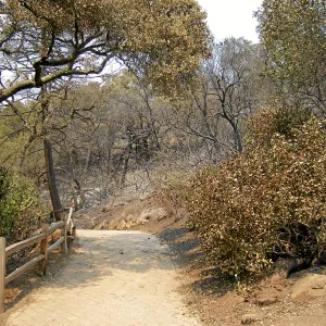 Jesusita Fire, top of the Woodland Trail