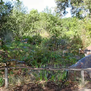 Brook, west