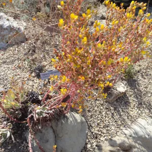 Dudleya Palmeri, Dudleya Display in bloom
