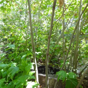 Sycamore stump resprout, 3 years post Jesusita Fire, Canyon Trail, SBBG