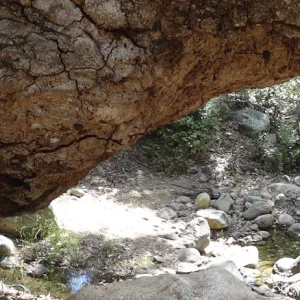 tree trunk arch, Canyon Trail, panorama (Coastal Live Oak)