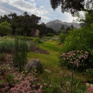 SBBG Meadow, view to the mountains, clouds, Eriogonum (wild buckwheat) in bloom