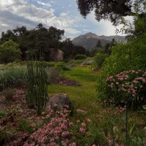 SBBG Meadow, view to the mountains, clouds, Eriogonum (wild buckwheat) in bloom