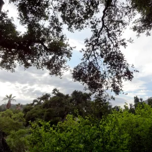 SBBG lower Meadow, monsoon clouds, late afternoon, natural window