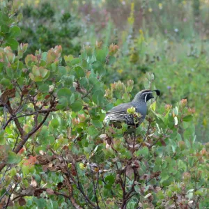 California quail, lower Meadow, Ground Cover Display