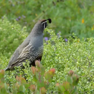 California quail, lower Meadow, Ground Cover Display