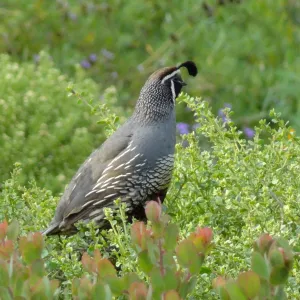 California quail, lower Meadow, Ground Cover Display