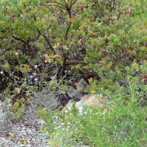 California quail, manzanita, Arctostaphylos, lower Meadow, Ground Cover Display