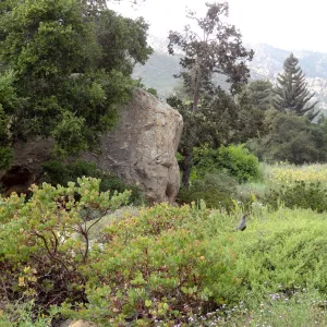 California quail, lower Meadow, Ground Cover Display, Blaksley Boulder