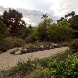 view of Desert Section from lower Meadow, monsoon clouds, late afternoon