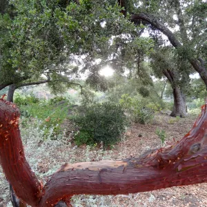 Arctostaphylos, manzanita branch, SBBG Meadow Oaks