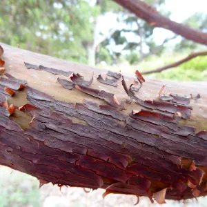 Arctostaphylos, manzanita branch, SBBG Meadow Oaks