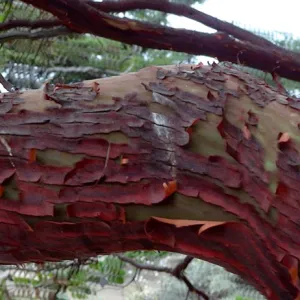 Arctostaphylos, manzanita branch, SBBG Meadow Oaks, panorama