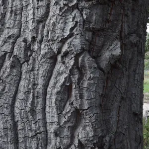 oak trunk, Meadow Oaks, panorama