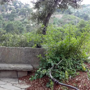 stone bench, Orchid Display, panorama