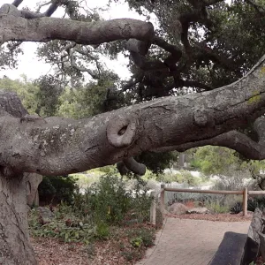 Blaksley Boulder, branching Coast live oak, Quercus agrifolia, Meadow Oaks, wood bench, panorama
