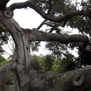 branching Coast live oak, Quercus agrifolia, at Blaksley Boulder, Meadow Oaks, wood bench, panorama