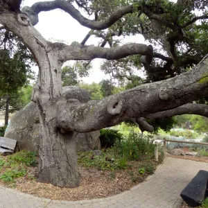 branching Coast live oak, Quercus agrifolia, Meadow Oaks, wood bench, pavered path, Blaksley Boulder