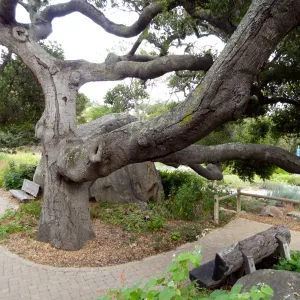 branching Coast live oak, Quercus agrifolia, Meadow Oaks, wood bench, pavered path, Blaksley Boulder