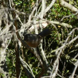 wren tit, Tuckers Grove