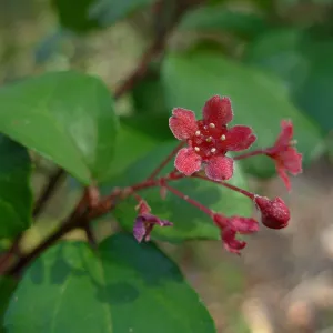 Ribes viburnifolium