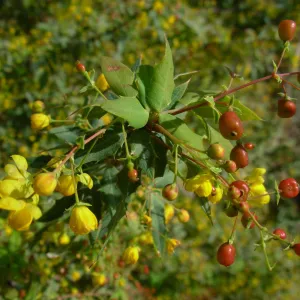 Berberis nevinii