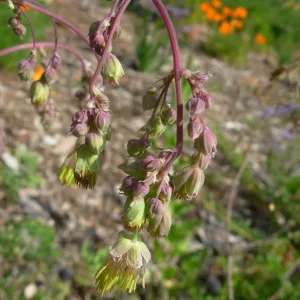 Thalictrum fendleri var. polycarpum