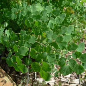Thalictrum fendleri var. polycarpum