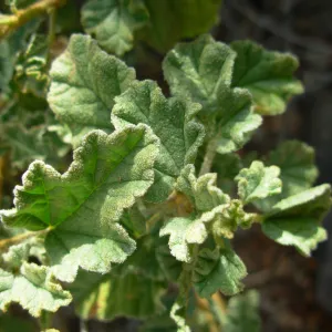 Sphaeralcea