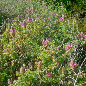 Marina orcuttii var. orcuttii