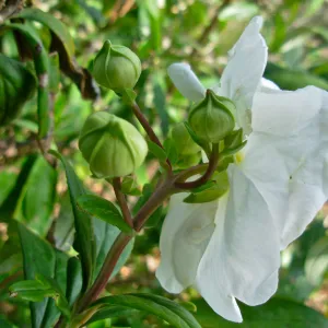 Carpenteria californica