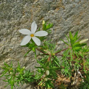 Linanthus floribundus
