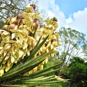 Yucca schidigera