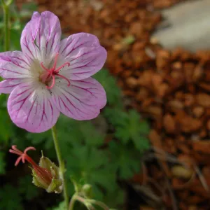 Geranium californicum