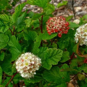 Physocarpus capitatus