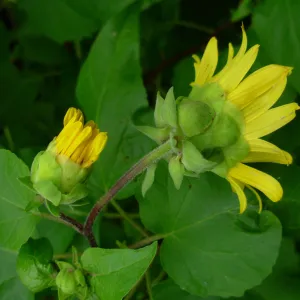 Venegasia carpesioides