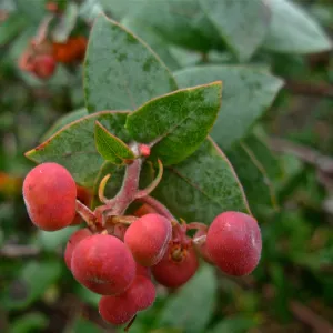 Arctostaphylos pajaroensis 'Warren Roberts'