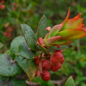 Arctostaphylos pajaroensis cv. Warren Roberts