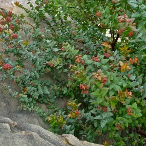 Arctostaphylos pajaroensis cv. Warren Roberts