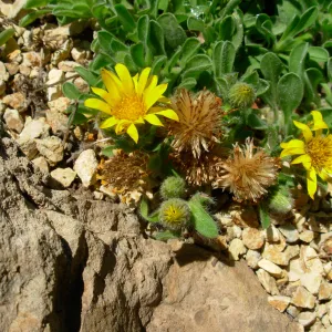 Heterotheca sessiliflora 'San Bruno Mountain'