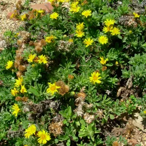 Heterotheca sessiliflora 'San Bruno Mountain'
