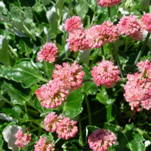 Eriogonum (wild buckwheat) sp.