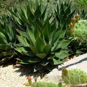 Agave shawii