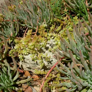 Dudleya virens ssp. hassei 