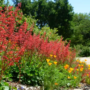 Heuchera, East side Meadow border