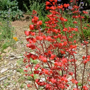 Heuchera sp.